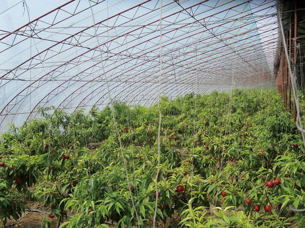 Fruit trees greenhouse